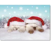 doodlecards Blank Christmas Card Two Cats with Santa Hats Medium Size Christmas Card with Plain Envelope