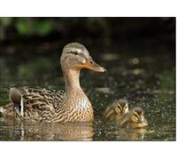 doodlecards British Birds and Wildlife Cute Swimming Duck and Ducklings Birthday Card Medium Size with Plain Envelope