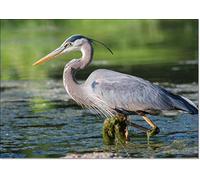 doodlecards British Birds and Wildlife Heron Birthday Card Medium Size with Plain Envelope