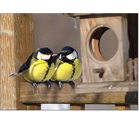 doodlecards British Birds and Wildlife Pair of Great Tits Birthday Card Medium Size with Plain Envelope