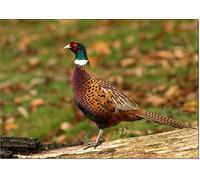 doodlecards British Birds and Wildlife Pheasant Birthday Card Medium Size with Plain Envelope