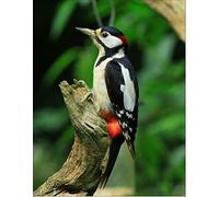 doodlecards British Birds and Wildlife Woodpecker Birthday Card Medium Size with Plain Envelope