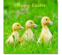 doodlecards Easter Card Three Chicks in Grass Square Size with Plain Envelope