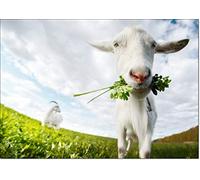 doodlecards Farm Animals Funny White Goat Birthday Card Medium Size with Plain Envelope