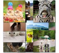 doodlecards Pack 10x Square Mixed Male & Female Funny Animals Blank Cards with Envelopes. Multipack UK & World Animals cards. Ideal for birthday. Made in the UK.