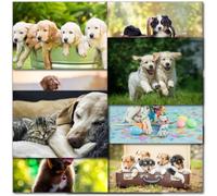doodlecards Pack of 10 Mixed Dog Happy Birthday & Blank Cards. Multipack Dogs Puppies Cards with Envelopes. Printed in UK, Premium Quality & 100% Recyclable.