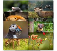 doodlecards Pack of 10 Mixed UK Wildlife Blank Cards with envelopes. Multipack Fox Deer Puffin Mole Birthday Cards. Printed in UK, Premium Quality & 100% Recyclable.