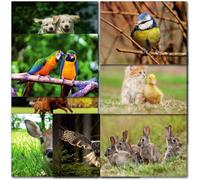 doodlecards Pack of 10 Mixed UK & World Wildlife Animal Blank Notelets, Notecards, Greeting Cards inc. Thank you. Multipack of Animals with Envelopes. 100% Recyclable. Made in the UK