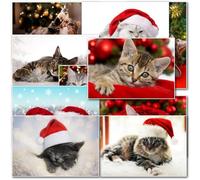 doodlecards Pack of 20 Mixed Cat Christmas Cards. Printed in UK, Premium Quality & 100% Recyclable.