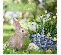 doodlecards Pack of 8 Easter Cards Bunny with Chicks, Standard Square Pack of 8
