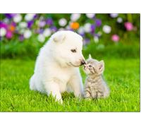 doodlecards Pets Dogs Cats Cute Puppy and Kitten Birthday Card Medium Size with Plain Envelope