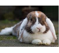 doodlecards Pets Rabbits Mini Lop Rabbit Birthday Card Medium Size with Plain Envelope