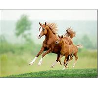 doodlecards Running Chestnut Horse and Foal Birthday Card Medium Size with Plain Envelope