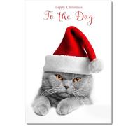 doodlecards To The Dog Christmas Card Grey Cat with Santa Hat Medium Size Christmas Card for To The Dog with Plain Envelope