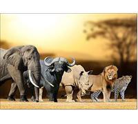 doodlecards Wildlife of the World The Big African Safari Five Birthday Card Medium Size with Plain Envelope
