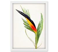 Doppelganger33 LTD Bird Of Paradise Flower Plant Elegant Illustration Artwork Framed Wall Art Print A4