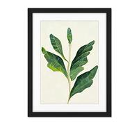 Doppelganger33 LTD Detail Of Rubber Fig Plant Botanical Illustration Artwork Framed Wall Art Print 18X24 Inch