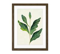 Doppelganger33 LTD Detail of Rubber Fig Plant Botanical Illustration Artwork Framed Wall Art Print 18X24 inch