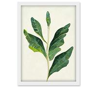 Doppelganger33 LTD Detail Of Rubber Fig Plant Botanical Illustration Artwork Framed Wall Art Print A4