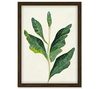 Doppelganger33 LTD Detail Of Rubber Fig Plant Botanical Illustration Artwork Framed Wall Art Print A4