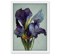 Doppelganger33 LTD Iris Floral Modern Watercolour Artwork Framed Wall Art Print A4