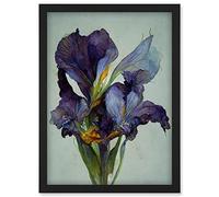 Doppelganger33 LTD Iris Floral Modern Watercolour Artwork Framed Wall Art Print A4