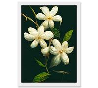 Doppelganger33 LTD Jasmine Flower Blooms Realism Painting With Black Artwork Framed Wall Art Print A4