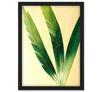 Doppelganger33 LTD Modern Fan Palm Tree Leaf Detail Study Illustration Artwork Framed A3 Wall Art Print