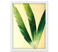 Doppelganger33 LTD Modern Fan Palm Tree Leaf Detail Study Illustration Artwork Framed Wall Art Print A4