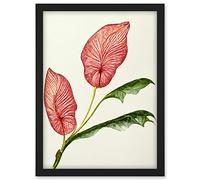 Doppelganger33 LTD Pink Laceleaf Tropical Leaf Anthurium Botanical Artwork Framed A3 Wall Art Print