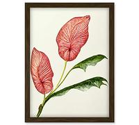 Doppelganger33 LTD Pink Laceleaf Tropical Leaf Anthurium Botanical Artwork Framed Wall Art Print A4