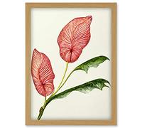 Doppelganger33 LTD Pink Laceleaf Tropical Leaf Anthurium Botanical Artwork Framed Wall Art Print A4