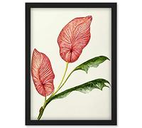 Doppelganger33 LTD Pink Laceleaf Tropical Leaf Anthurium Botanical Artwork Framed Wall Art Print A4