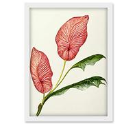 Doppelganger33 LTD Pink Laceleaf Tropical Leaf Anthurium Botanical Artwork Framed Wall Art Print A4