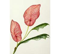 Doppelganger33 LTD Pink Laceleaf Tropical Leaf Anthurium Botanical Large Wall Art Poster Print Thick Paper 18X24 Inch