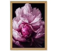 Doppelganger33 LTD Pink Peony Blooming Petals Macro Photograph Artwork Framed Wall Art Print A4