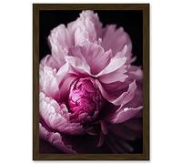 Doppelganger33 LTD Pink Peony Blooming Petals Macro Photograph Artwork Framed Wall Art Print A4