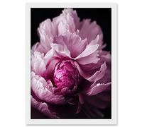 Doppelganger33 LTD Pink Peony Blooming Petals Macro Photograph Artwork Framed Wall Art Print A4