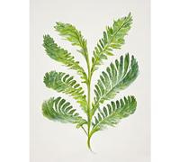 Doppelganger33 LTD Royal Fern Leaf Modern Watercolour Botanical Large Wall Art Poster Print Thick Paper 18X24 Inch