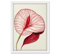 Doppelganger33 LTD Single Red Laceleaf Flower Illustration Anthurium Artwork Framed A3 Wall Art Print