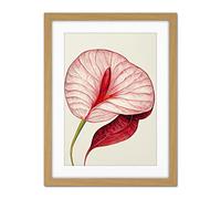 Doppelganger33 LTD Single Red Laceleaf Flower Illustration Anthurium Artwork Framed Wall Art Print 18X24 Inch