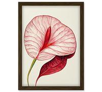 Doppelganger33 LTD Single Red Laceleaf Flower Illustration Anthurium Artwork Framed Wall Art Print A4