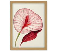 Doppelganger33 LTD Single Red Laceleaf Flower Illustration Anthurium Artwork Framed Wall Art Print A4