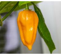 Dorset Naga Orange Chilli Seeds - 10 Fresh Orange Naga Pepper Seeds