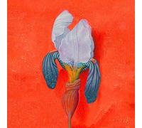 Dot Grid Journal: 8.5 x 8.5 in. 200 Page Notebook for Journaling, Mindfulness, Gratitude, Plans, and Creativity | Dutch Tulip Cover