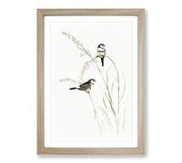 Double-Barred Finch by Elizabeth Gould Framed Print | A2 Oak Framed Wall Art | Ready to Hang | Modern Nature Picture | Living Room Bedroom Lounge Office