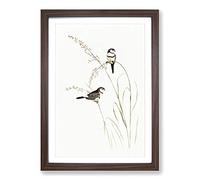 Double-Barred Finch by Elizabeth Gould Framed Print | A2 Walnut Framed Wall Art | Ready to Hang | Modern Nature Picture | Living Room Bedroom Lounge Office