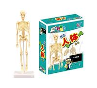 Douce Human Skeleton Model: Movable Arms & Legs, Human Anatomy Education, Kids 3+