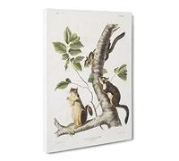 Douglass'S Squirrels By John Woodhouse Audubon Canvas Print | Gallery Wrapped 30mm Frame Wall Art | 20x14 inches | Ready to Hang | Retro Animal Picture | Living Room Bedroom Lounge Office