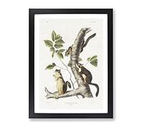 Douglass'S Squirrels By John Woodhouse Audubon Vintage Framed Print | A2 Black Framed Wall Art | Ready to Hang | Classic Animal Picture | Living Room Bedroom Lounge Office